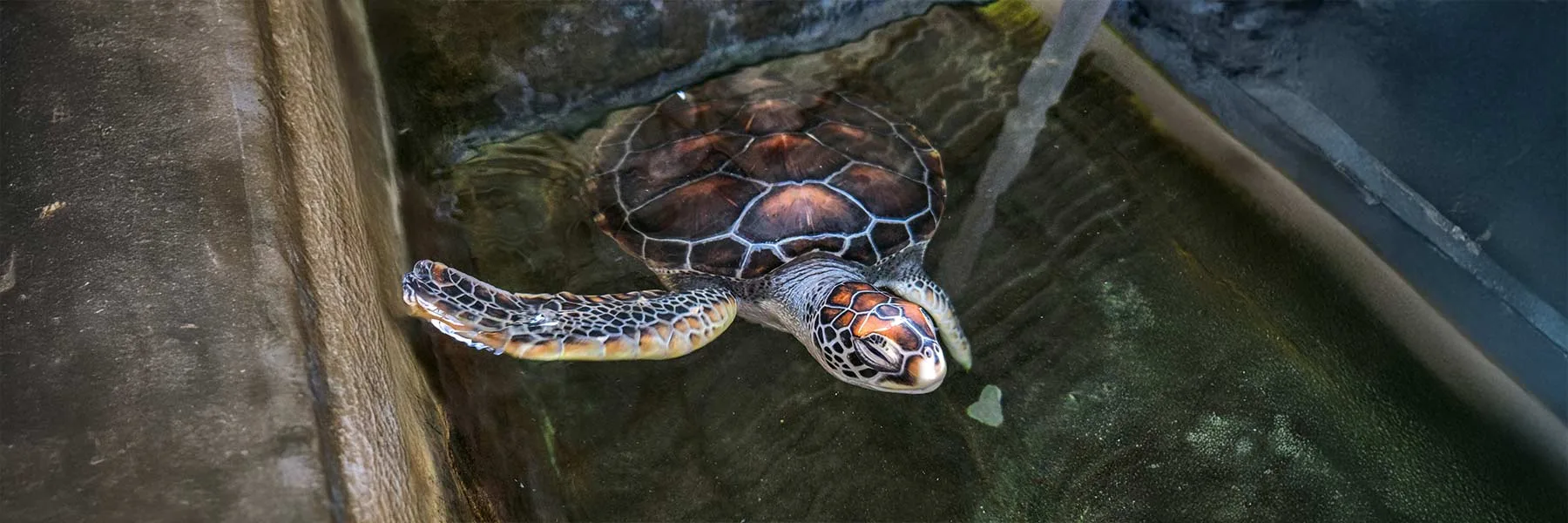 Baby sea turtle at the Hikkaduwa rescue centre