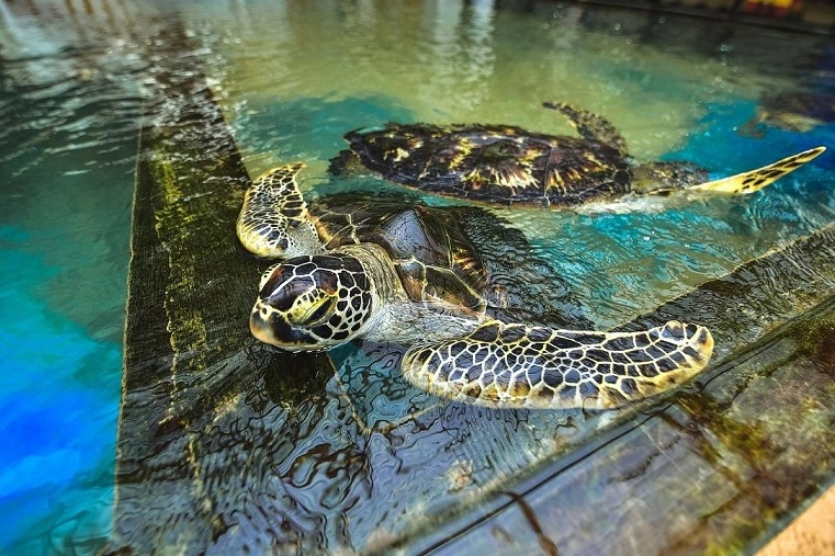 Sea turtle hatchery process in Hikkaduwa, Sri Lanka