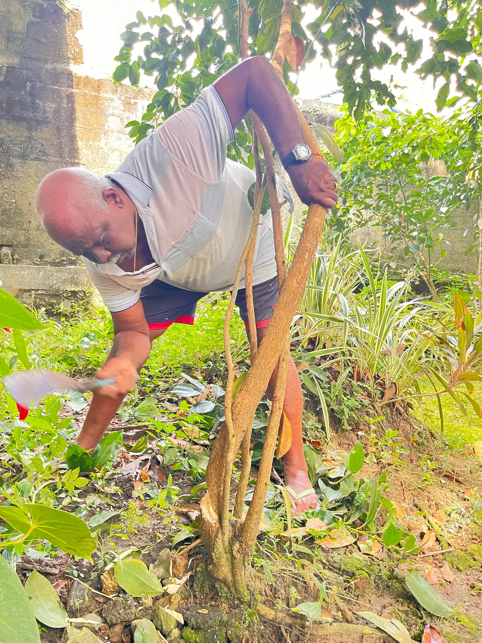 Local Sri Lankan guide harvesting cinnamon from a tree trunk with a billhook