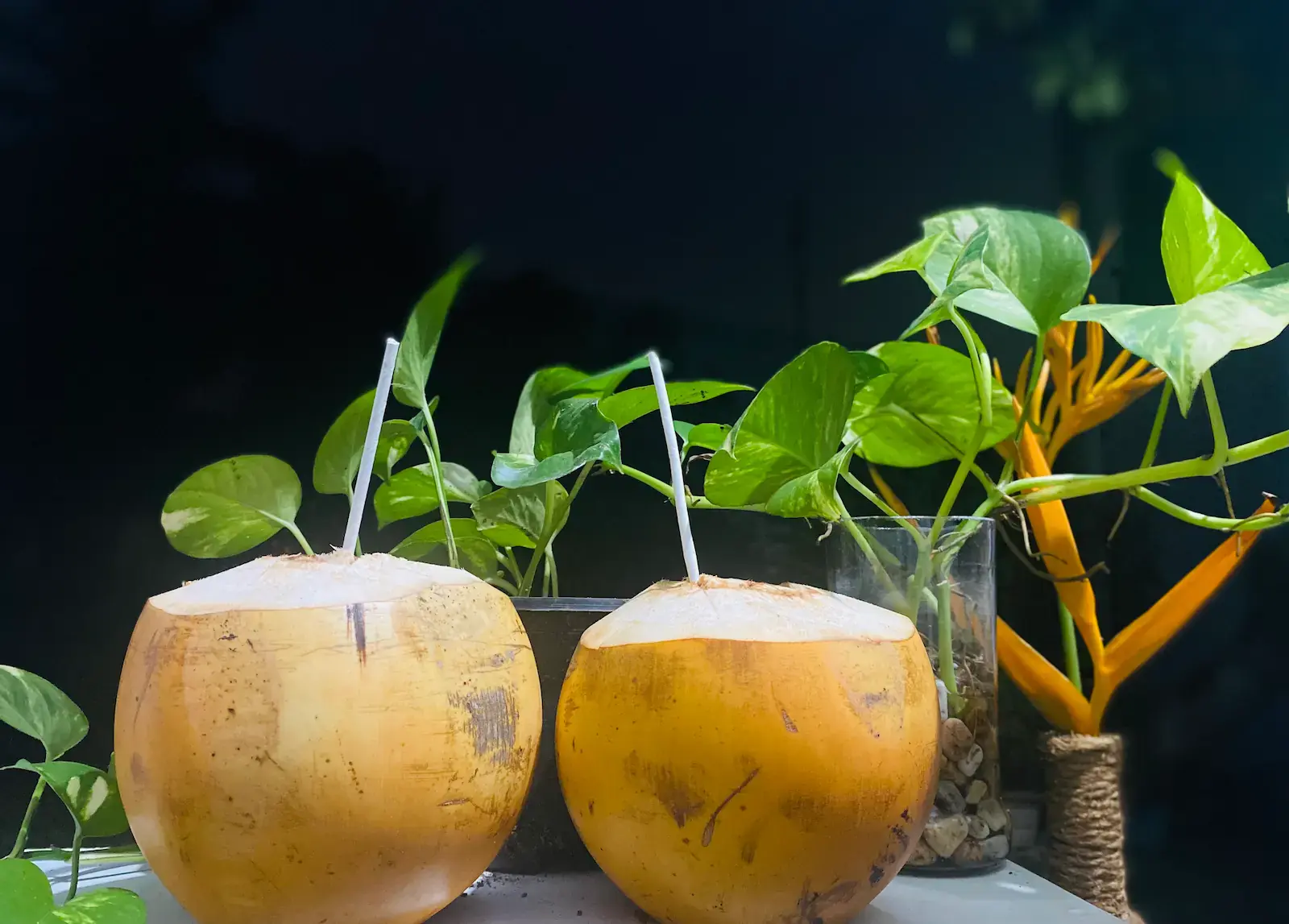 Fresh king coconuts prepared as a welcome drink for arriving guests
