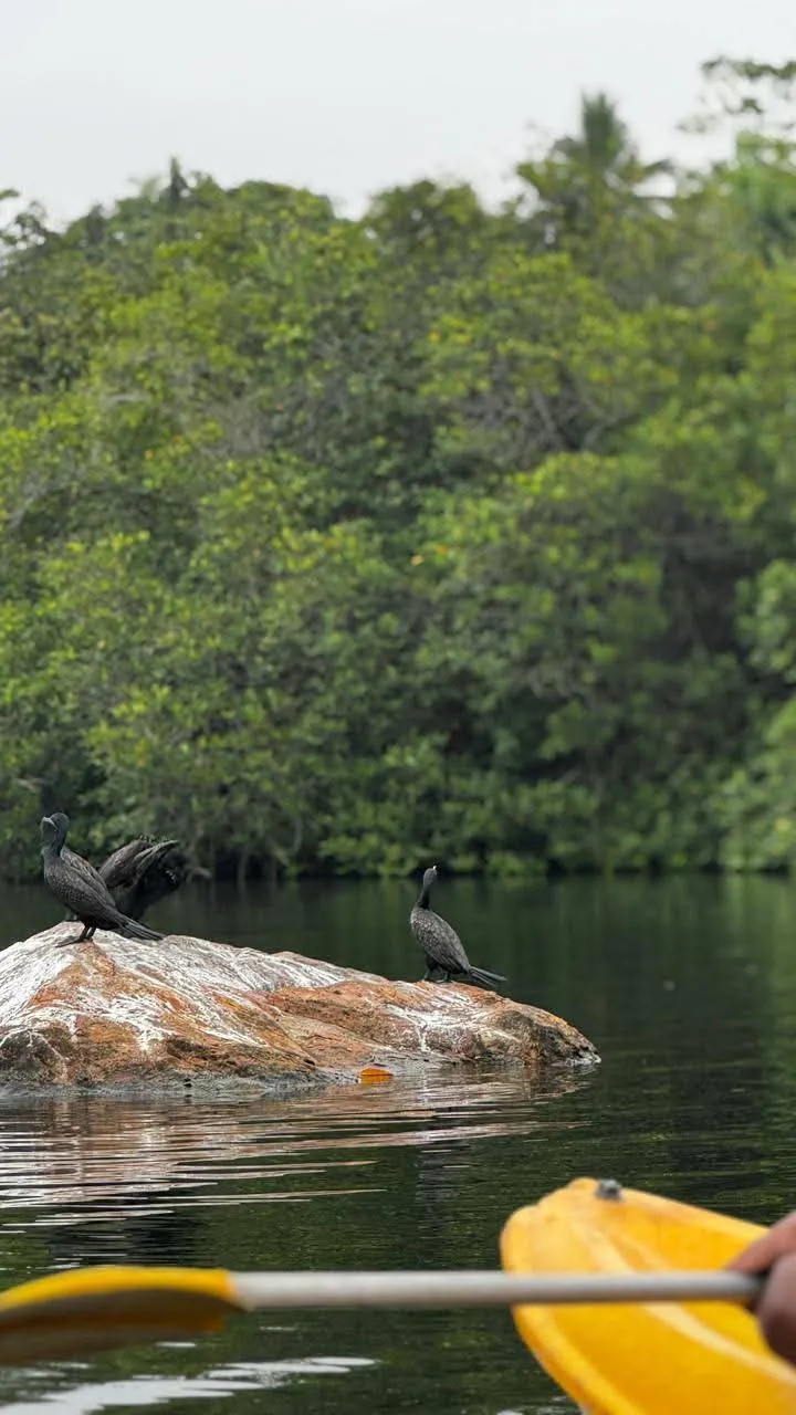Cormorants resting on a rock with a lush jungle backdrop, seen from a kayak on Rathgama Lagoon