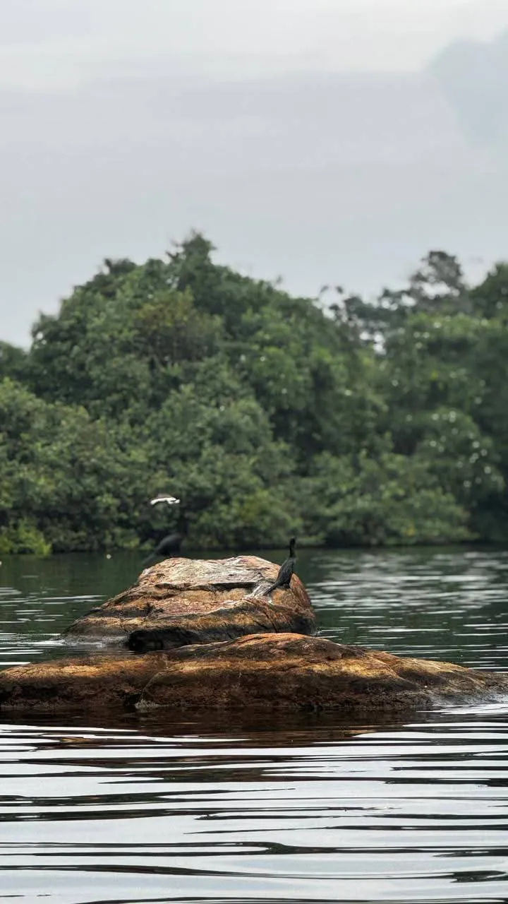 Cormorants perched on a rock amid the misty calm waters of Rathgama Lagoon