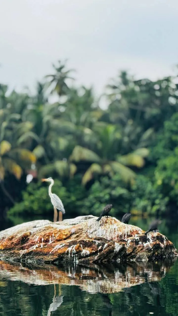 A grey heron and cormorants sharing a rock against a palm jungle on Rathgama Lagoon