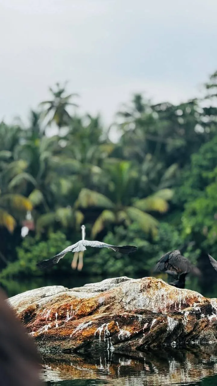 A heron in flight over a rock backed by dense mangrove jungle on Rathgama Lagoon