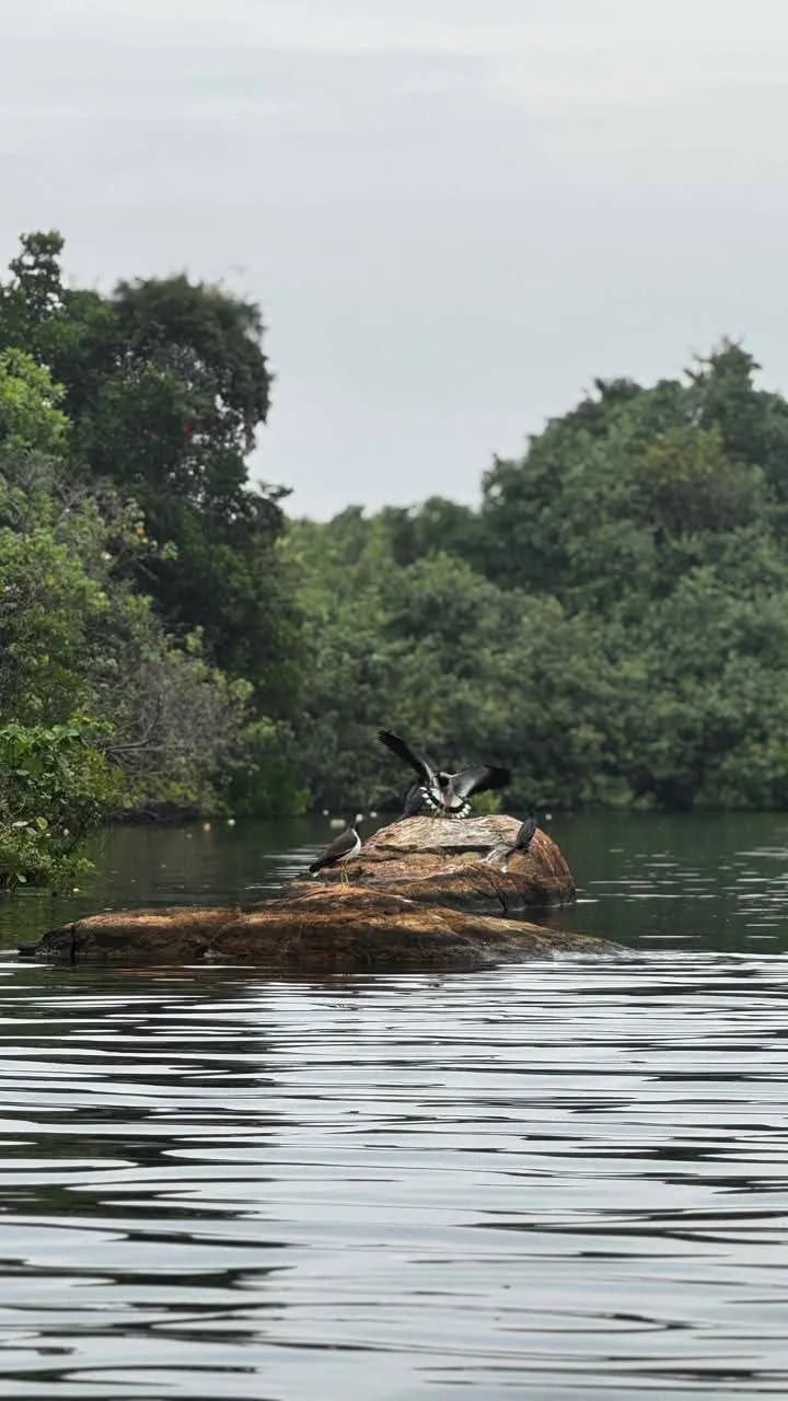 Waterbirds taking flight from a rock on the calm waters of Rathgama Lagoon