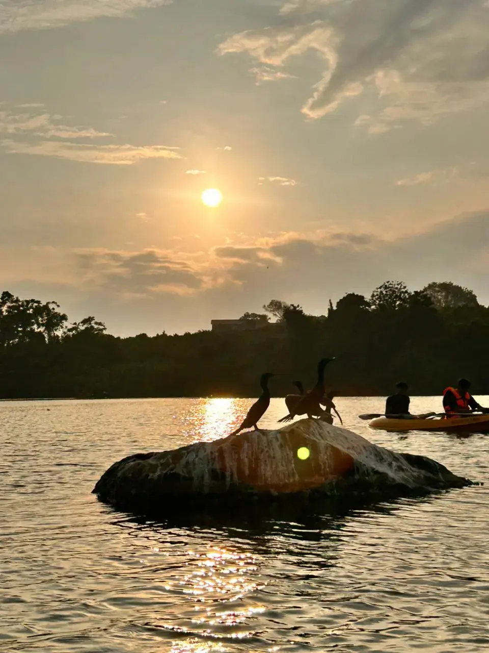Peaceful sunset kayaking on Rathgama Lagoon with cormorants silhouetted on calm water