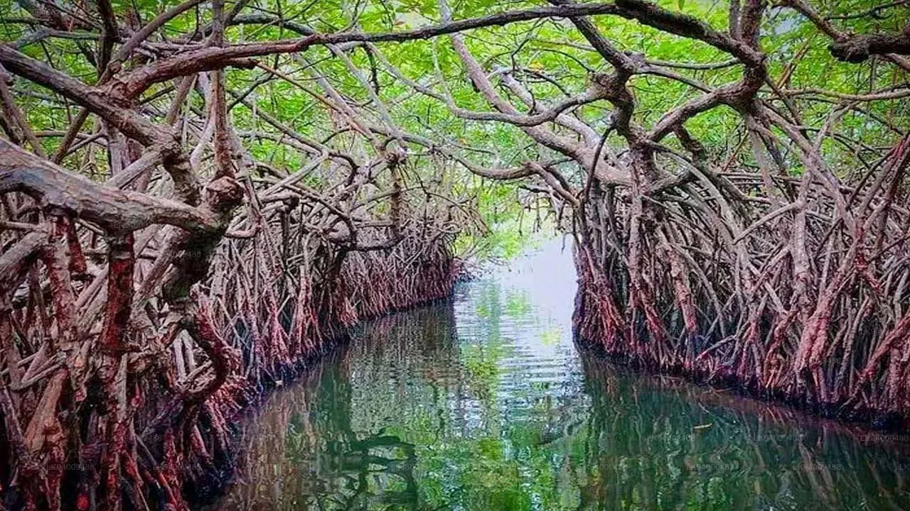 Madu River boat ride through mangrove canopy, Balapitiya