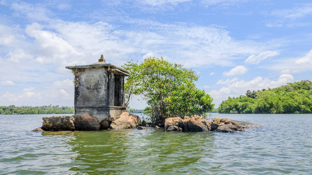 Mangrove forest canopy over Madu River, Sri Lanka