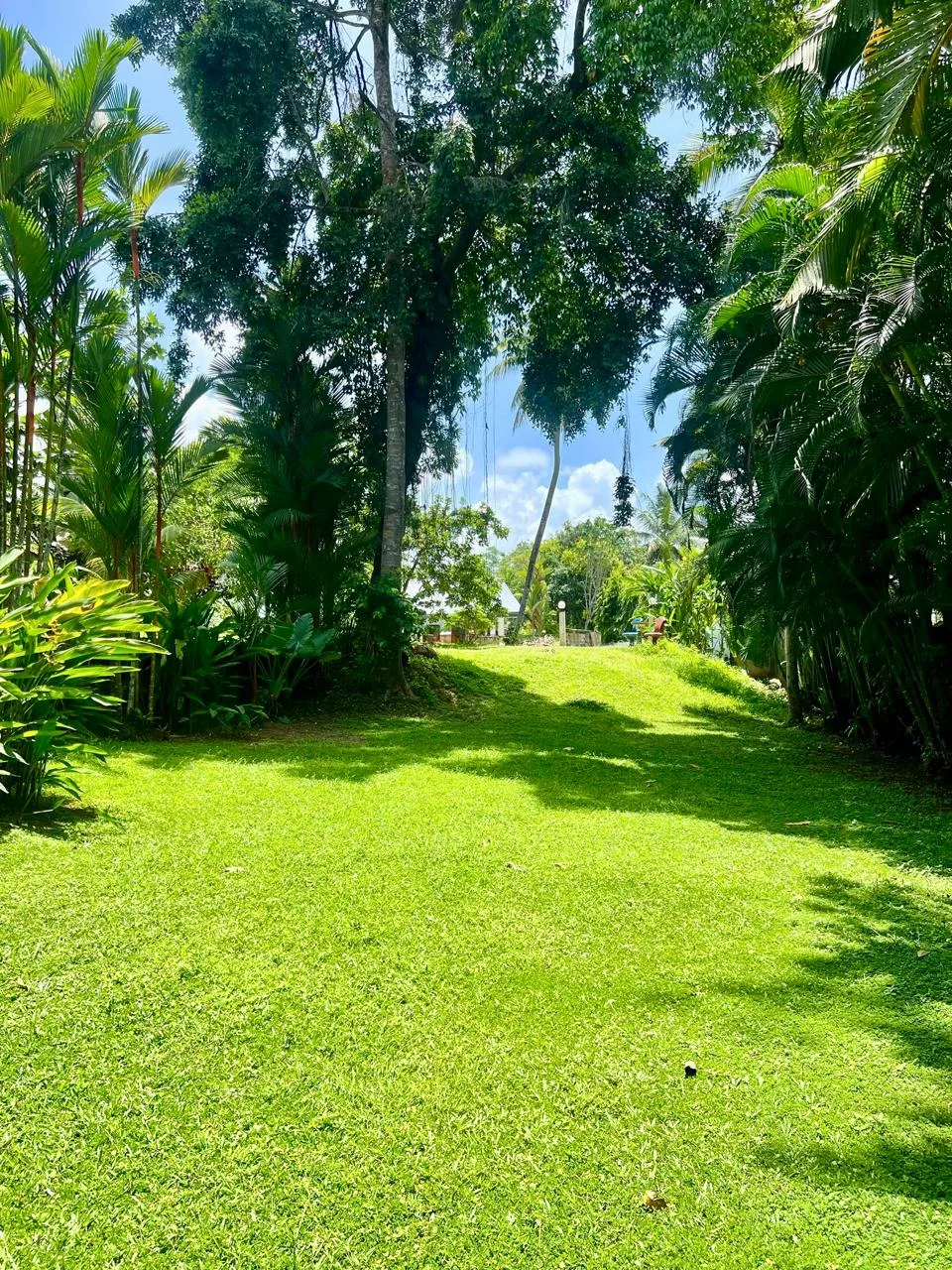 Lush back garden of Sterrling Villa featuring banana and rambutan trees