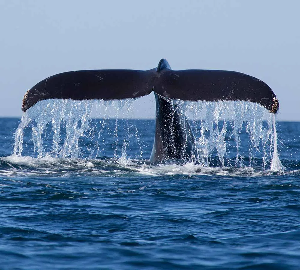 Blue whale surfacing during whale watching in Mirissa, Sri Lanka