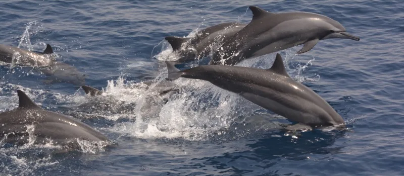 Whale and dolphin watching in the deep sea off Mirissa