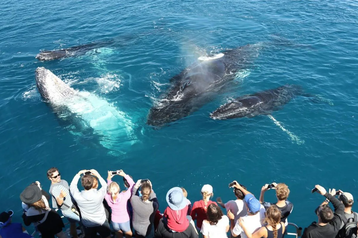 Large whale watching boat departing Mirissa harbour