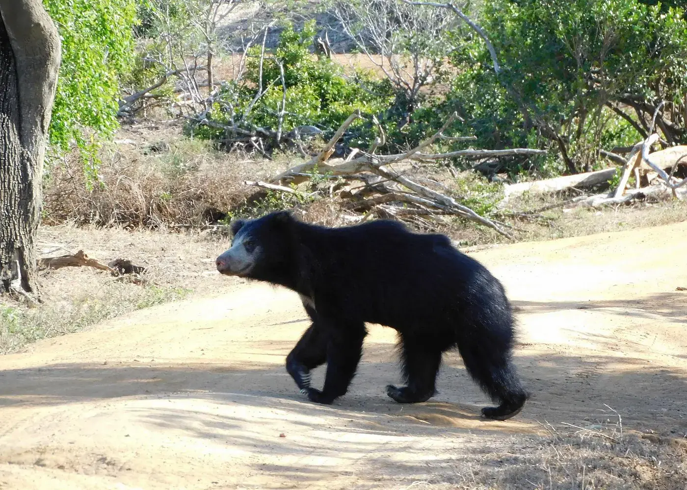 Sloth bear spotted during a private safari in Yala National Park, Sri Lanka