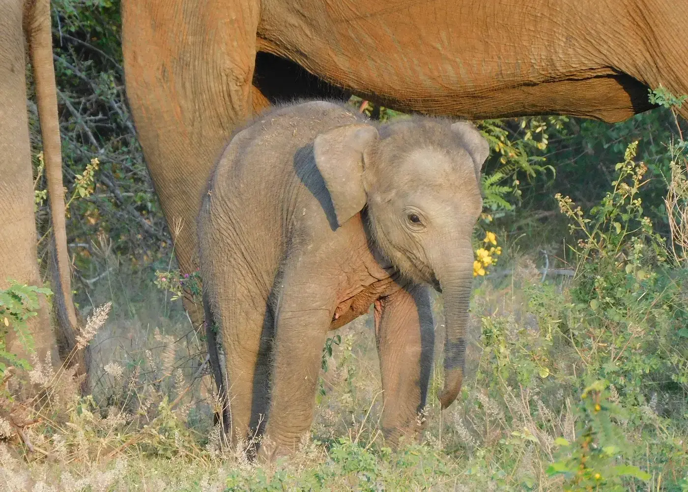 Wild elephants at a watering hole in Yala National Park