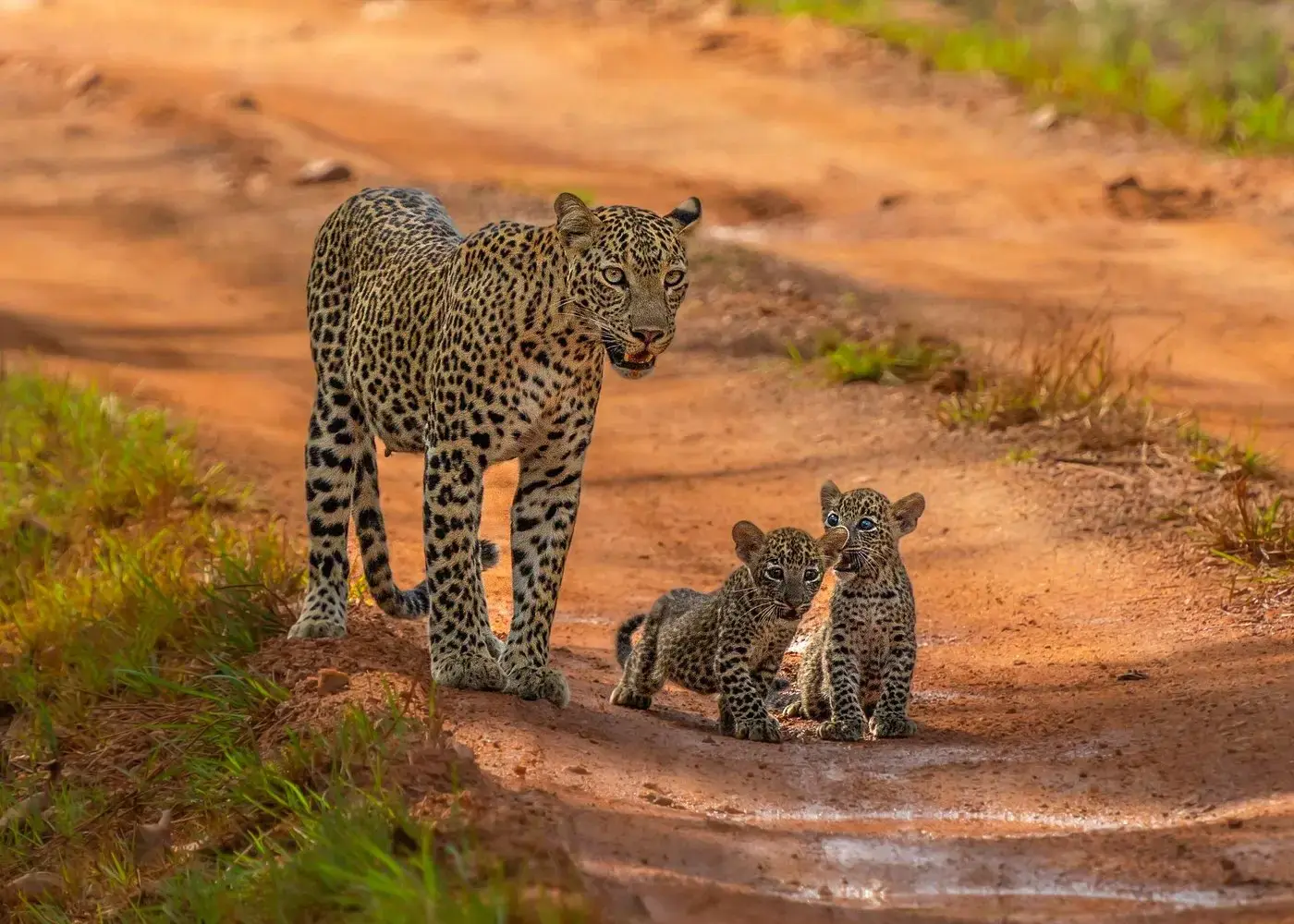 Leopard resting in the wild during a private safari in Yala National Park