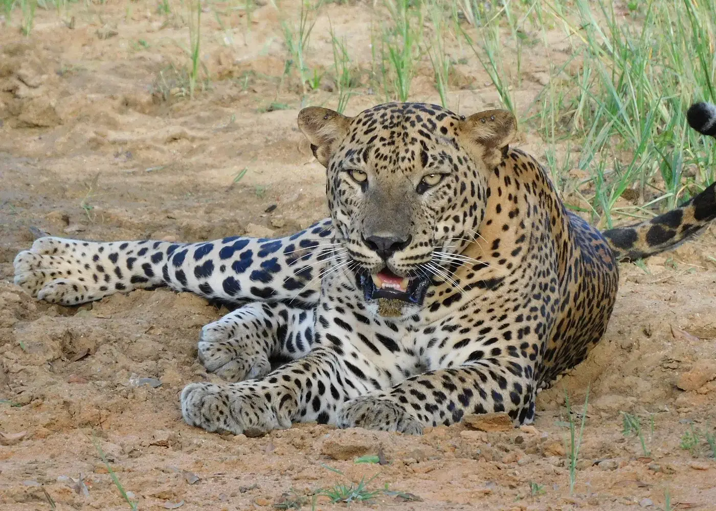 Leopard resting naturally in the wild of Yala National Park