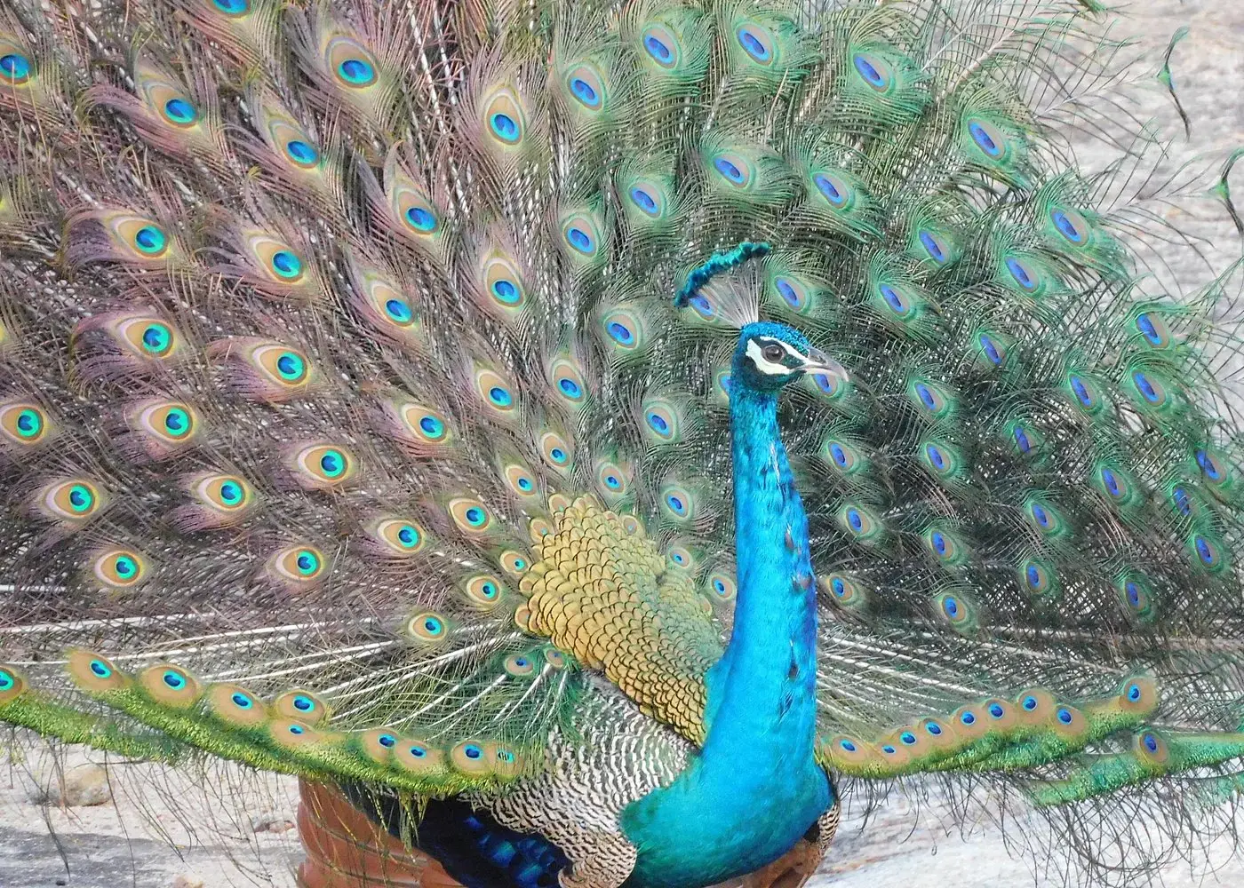 Peacock displaying feathers in the wild at Yala National Park